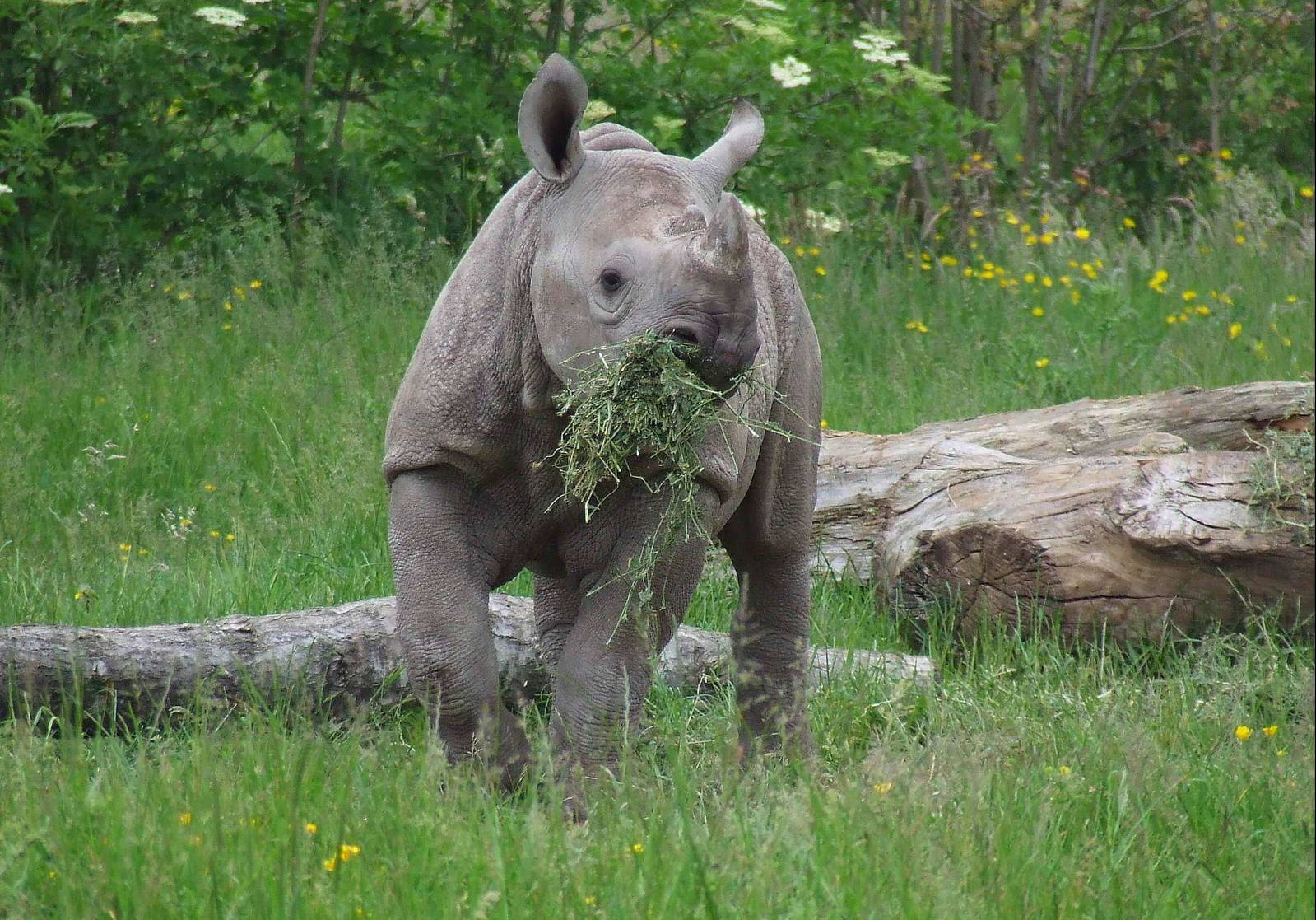 Black Rhino calf