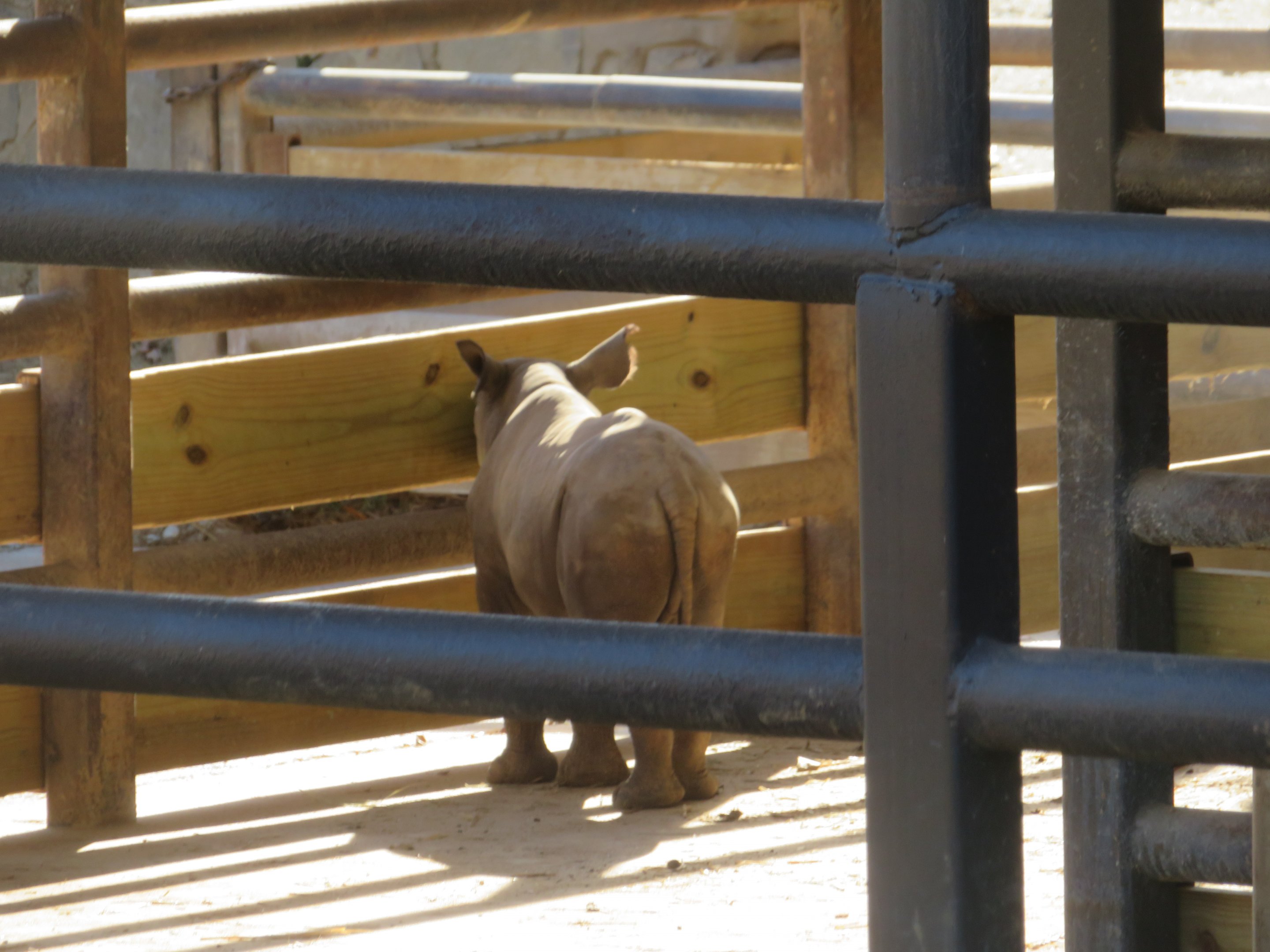 Black Rhino Calf