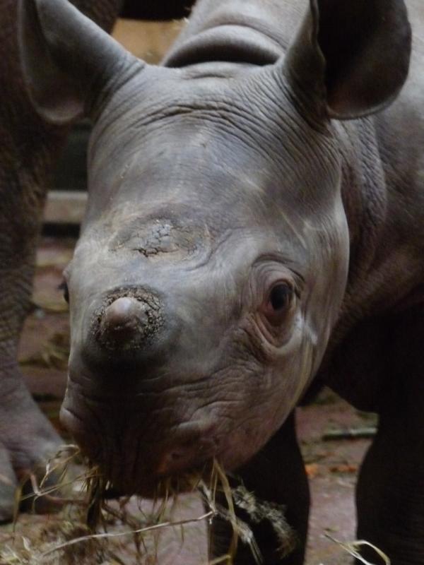 Black Rhino calf