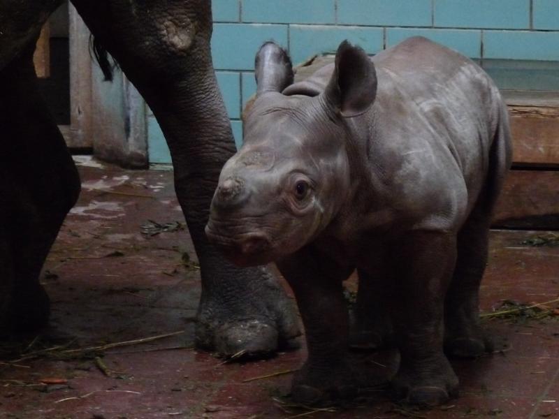 Black Rhino calf