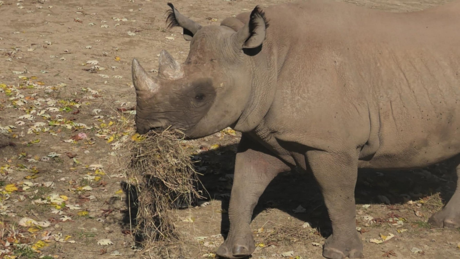Black rhino carrying hay around