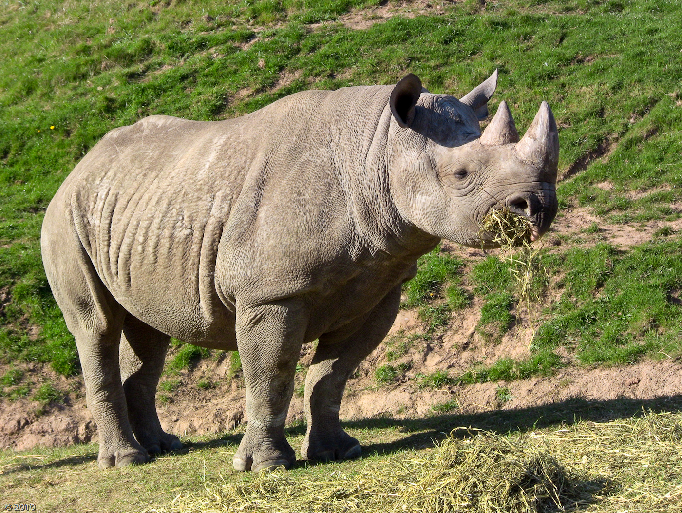 Black Rhino - Chester Zoo 21/04/2010