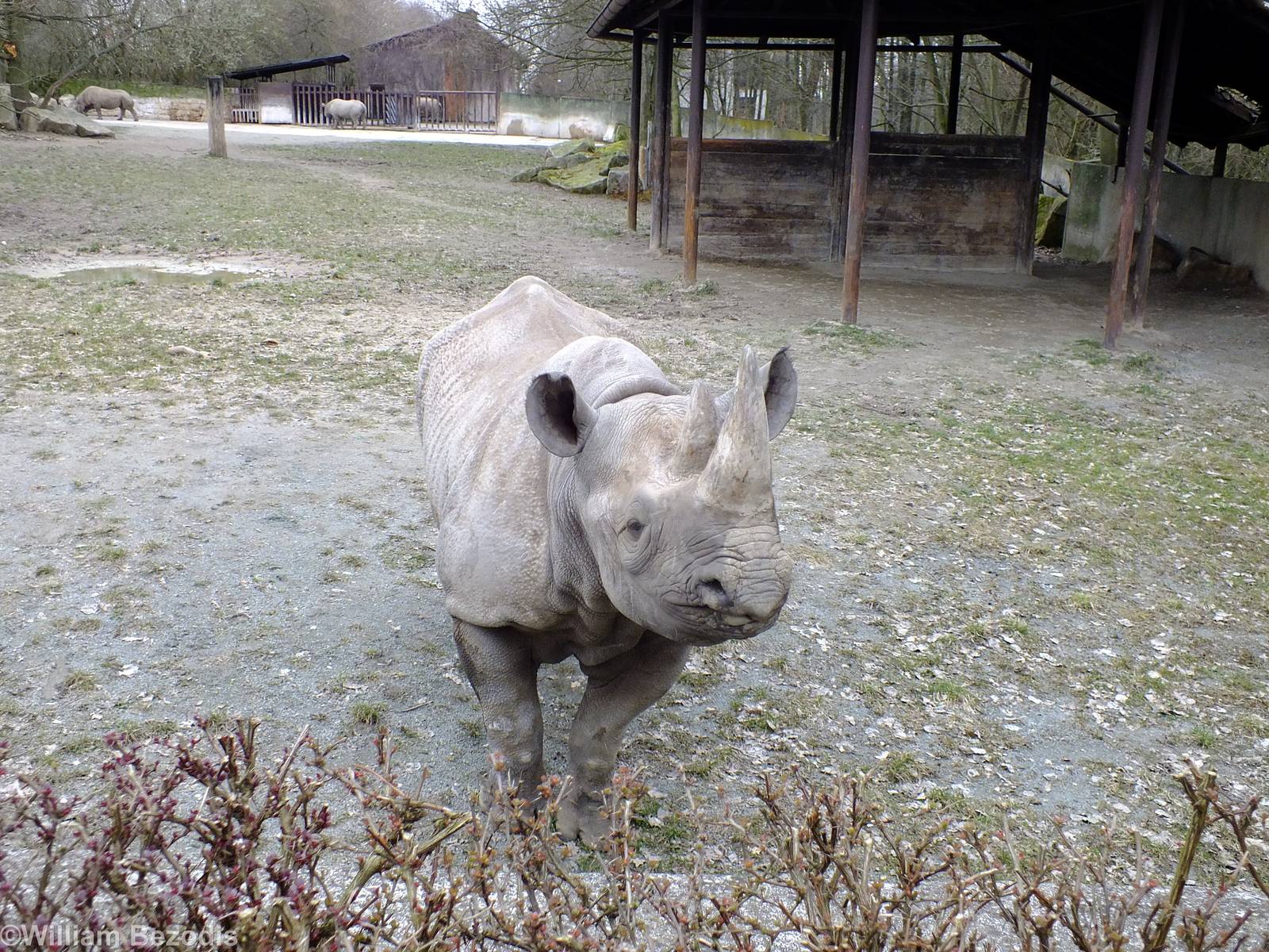 Black Rhino comes to say Hello