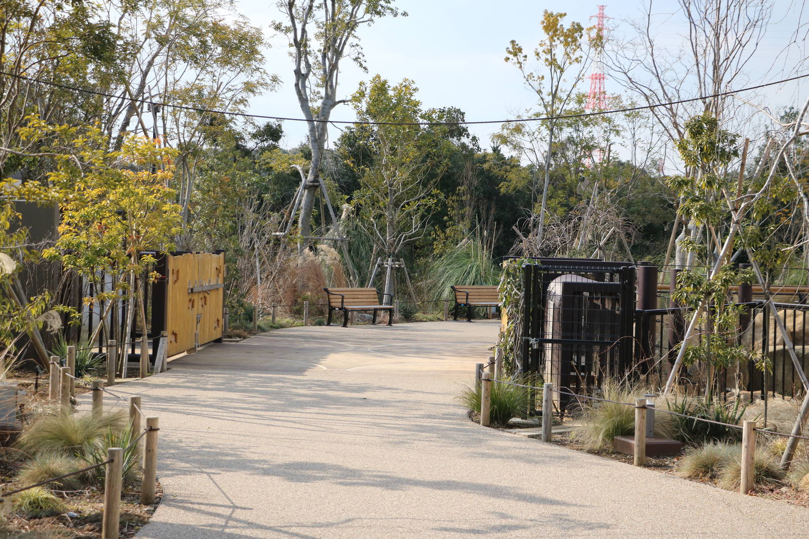 Black rhino crossing, February 2016