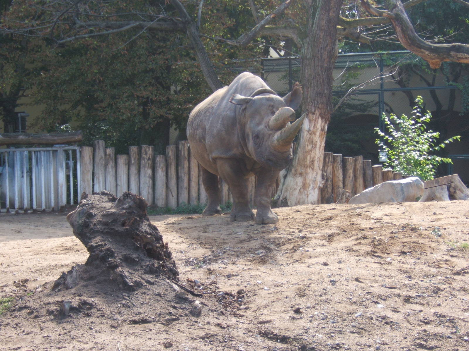 Black Rhino (Diceros bicornis minor)