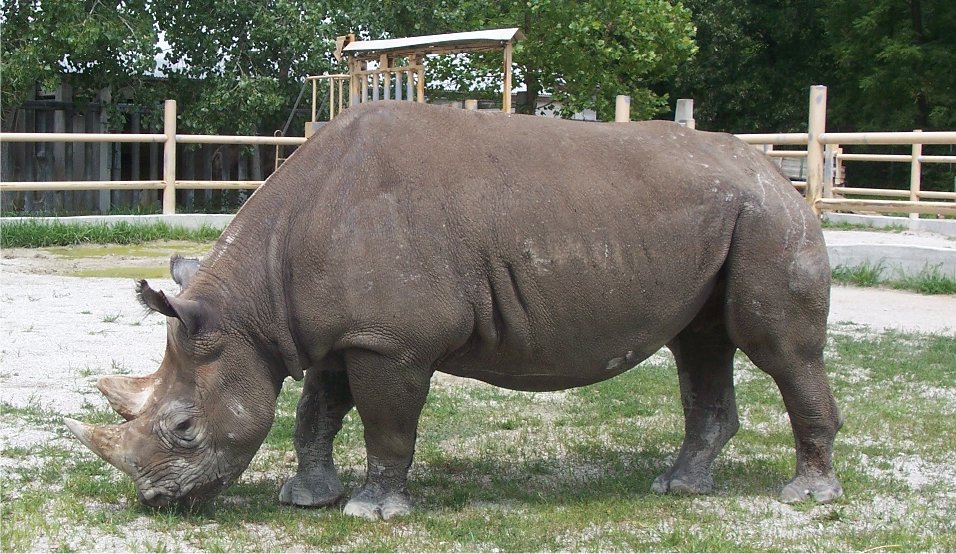Black Rhino (Diceros bicornis)