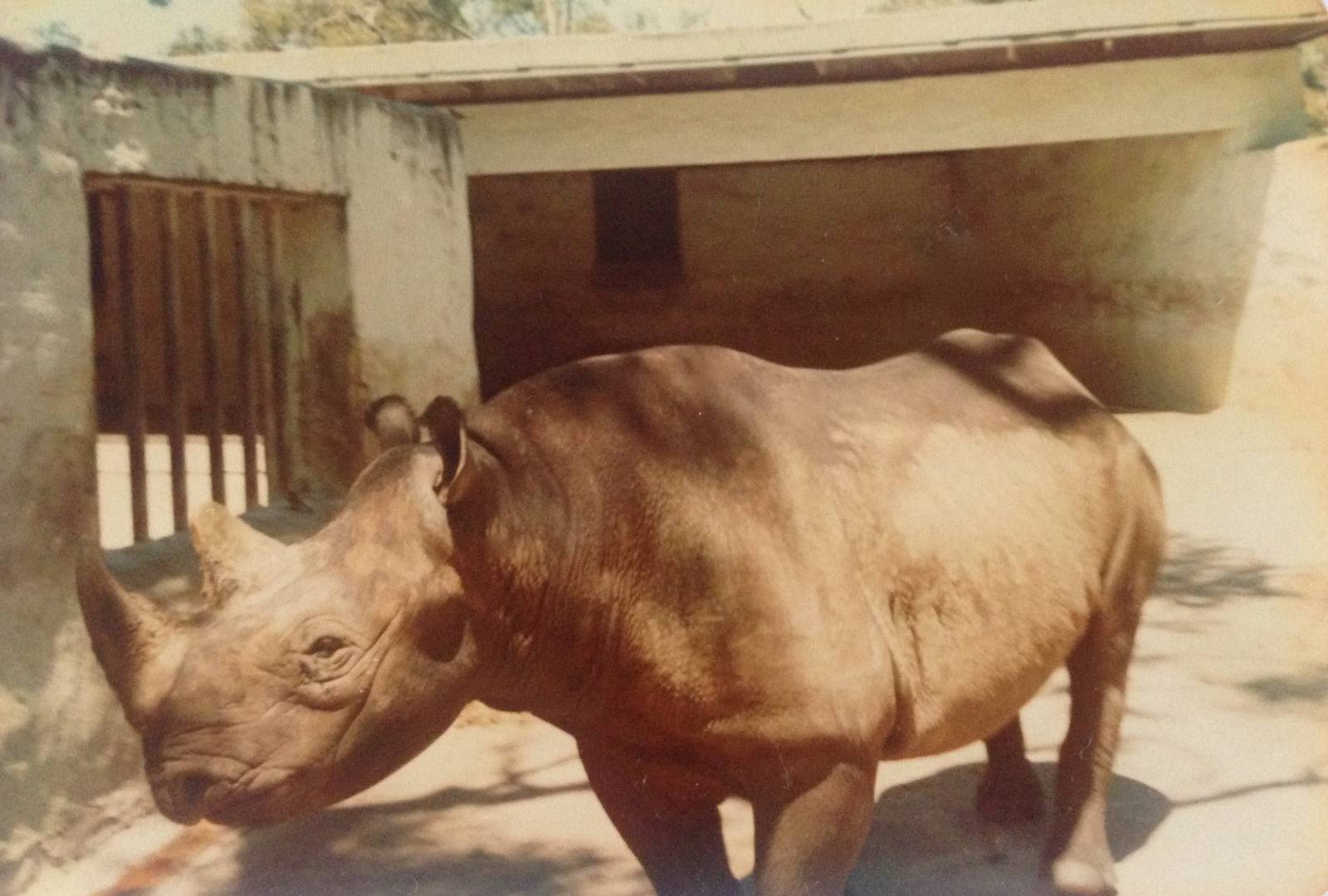 Black Rhino - early 1980s