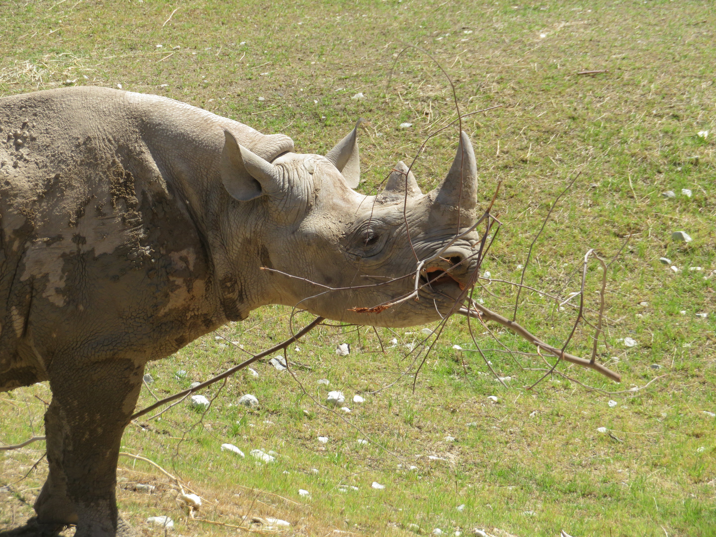 Black Rhino Eating Stick