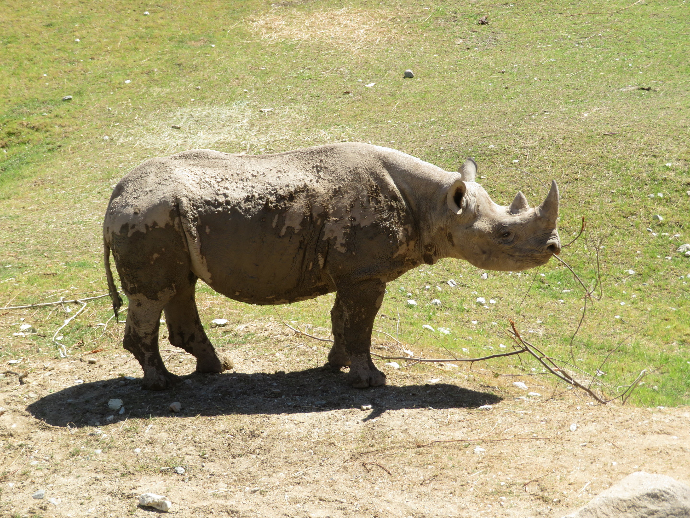 Black Rhino Eating Stick