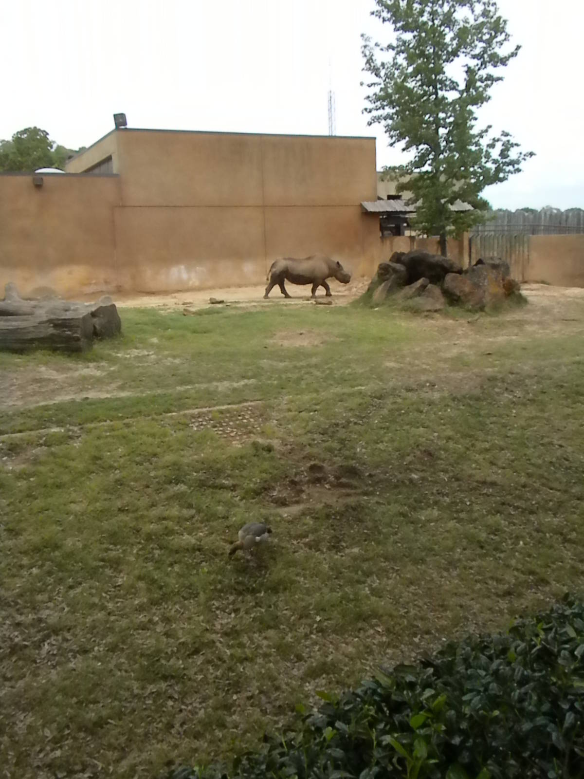 Black Rhino & Egyptian Goose