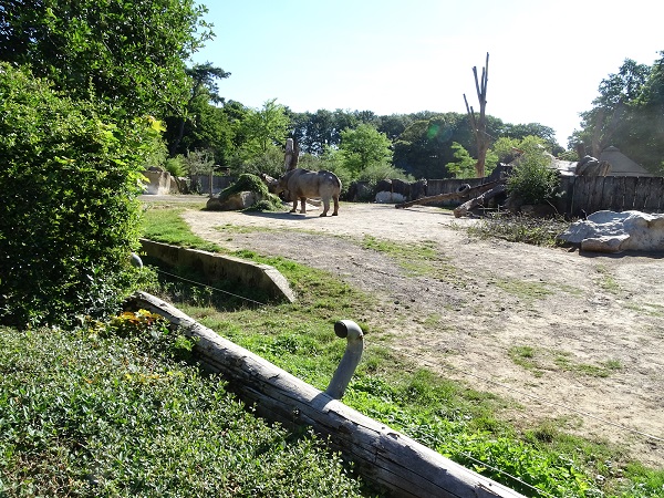 Black rhino enclosure (07/22)