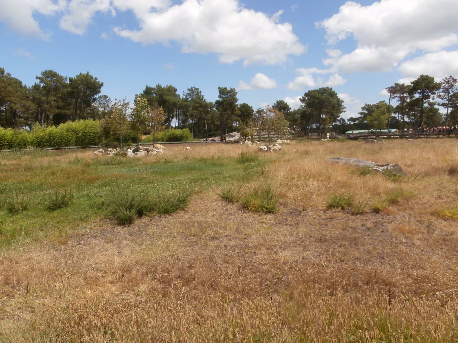 Black rhino enclosure 1