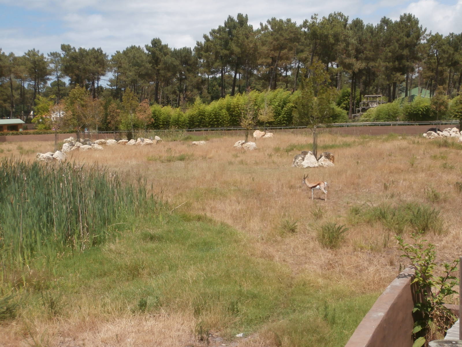 Black rhino enclosure 1
