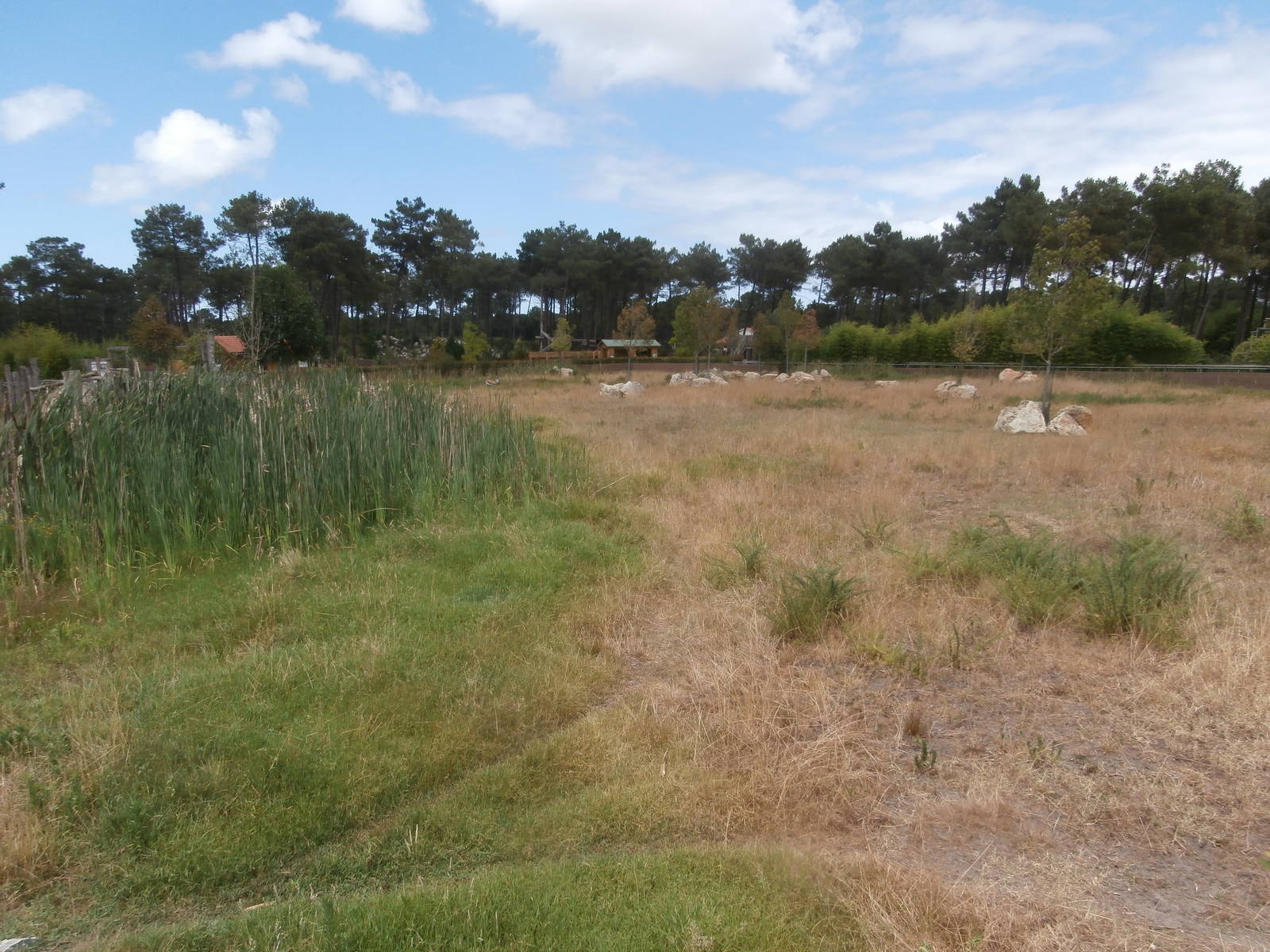 Black rhino enclosure 1