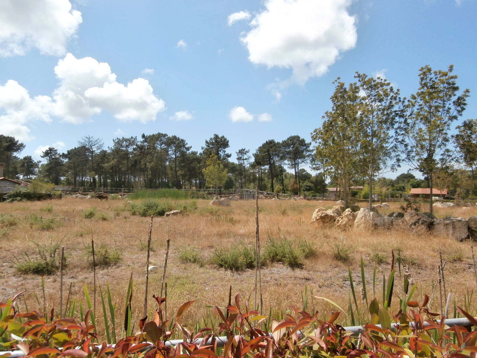 Black rhino enclosure 1