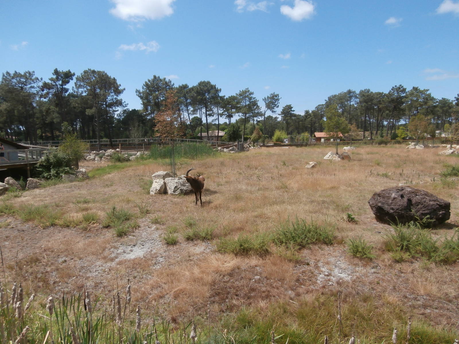 Black rhino enclosure 1