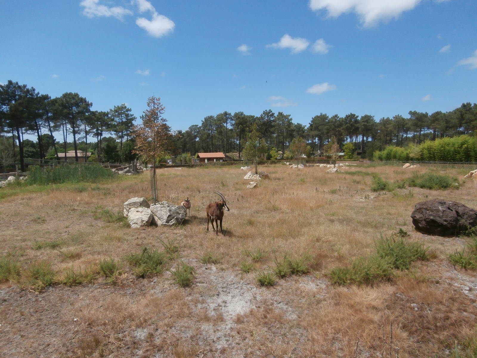 Black rhino enclosure 1