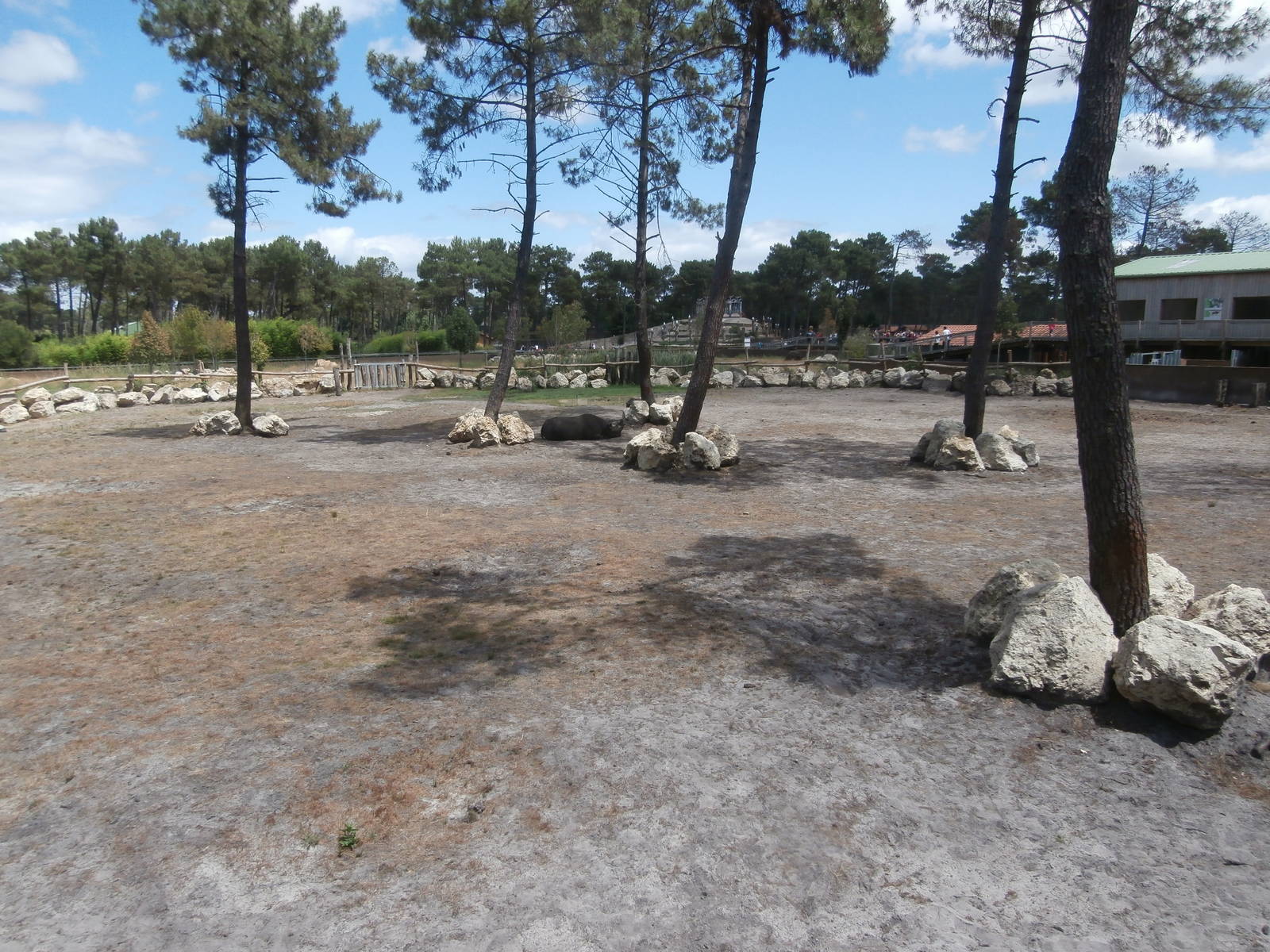 Black rhino enclosure 2