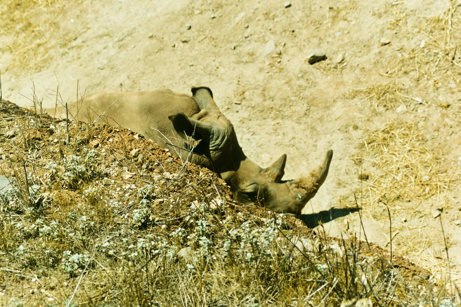 Black Rhino enclosure - Dec 2002
