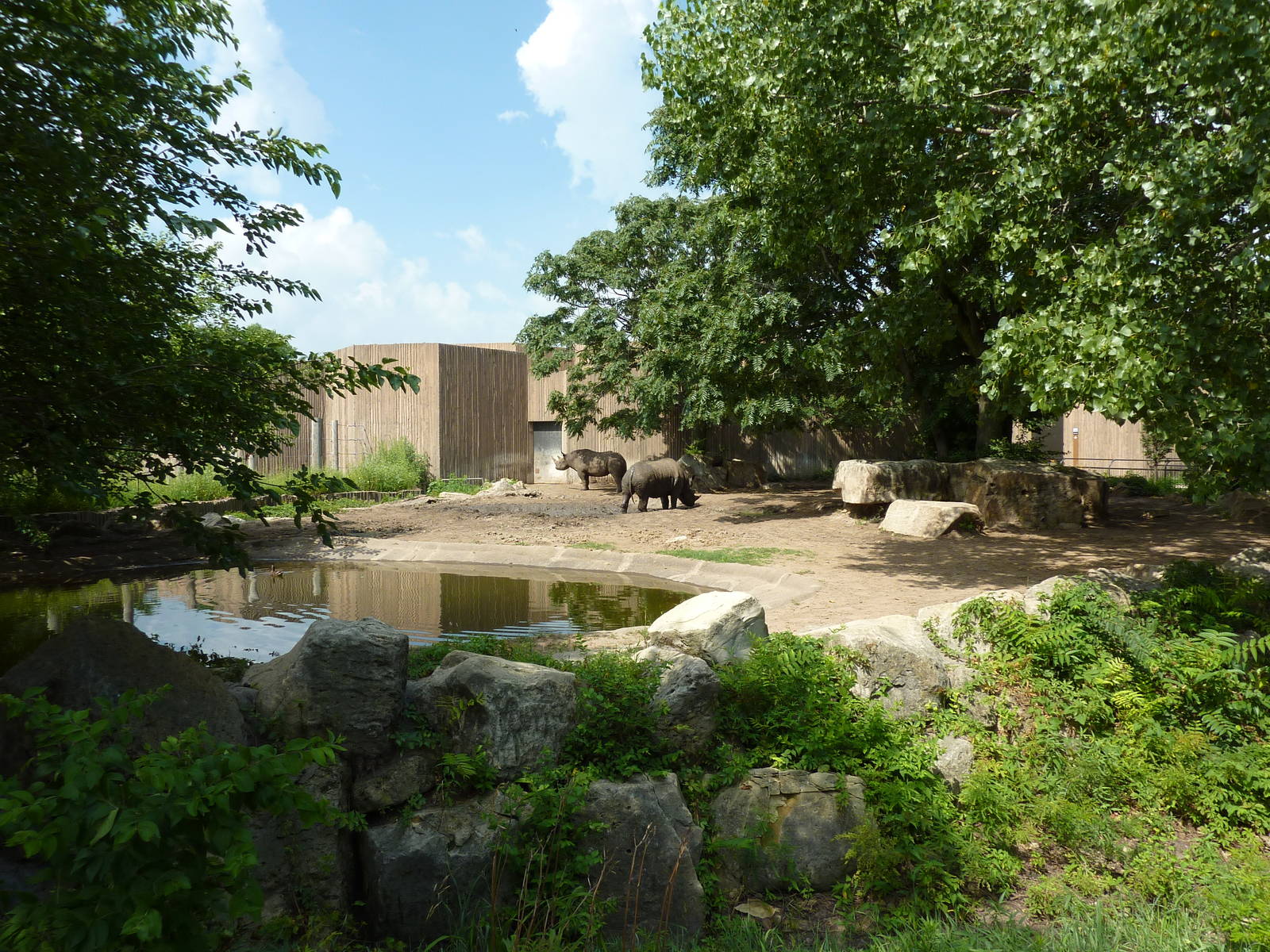 Black Rhino Enclosure