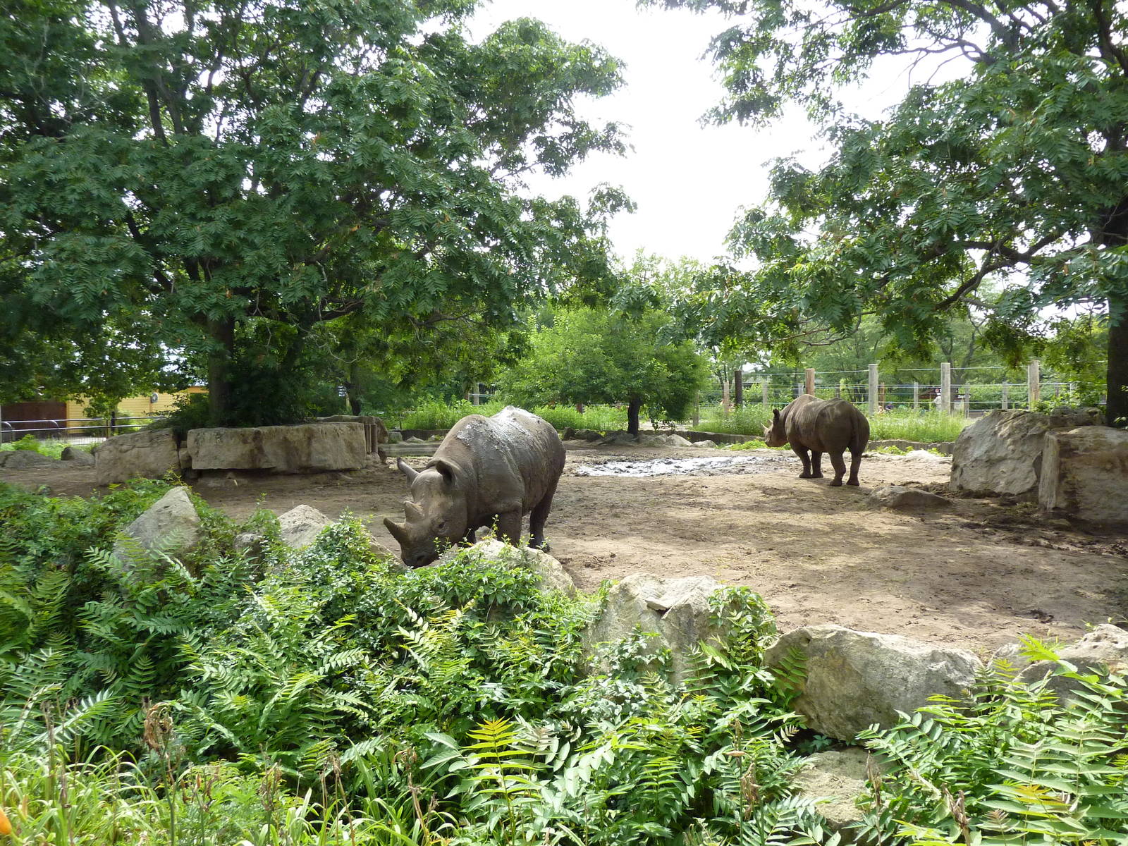 Black Rhino Enclosure