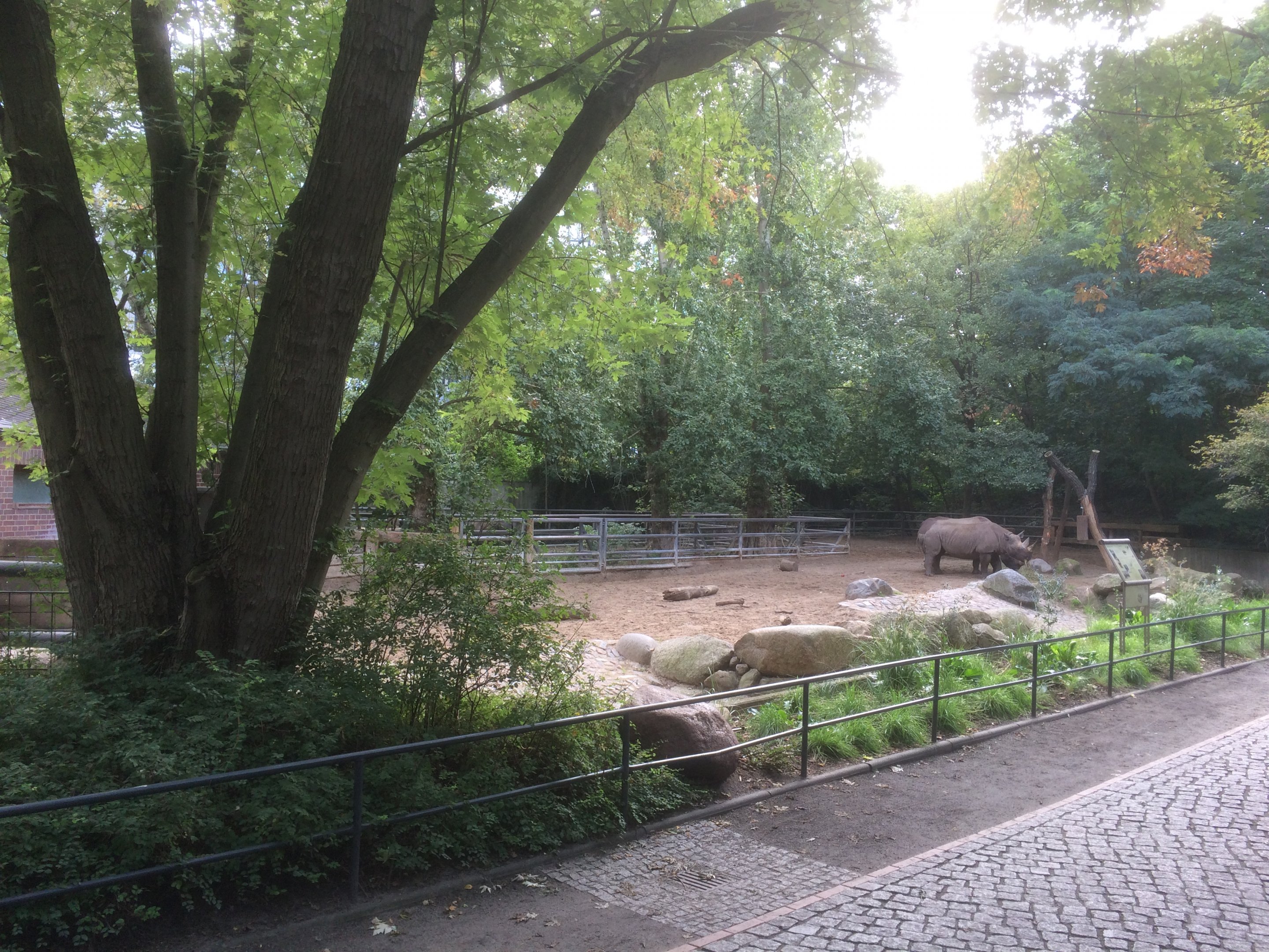 Black rhino enclosure