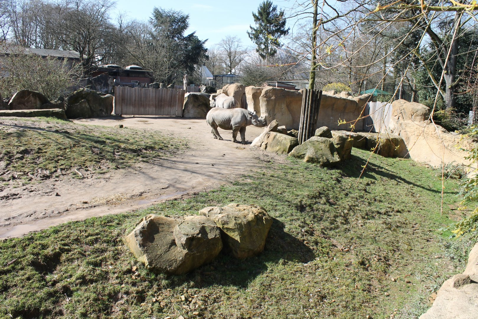 Black rhino-enclosure