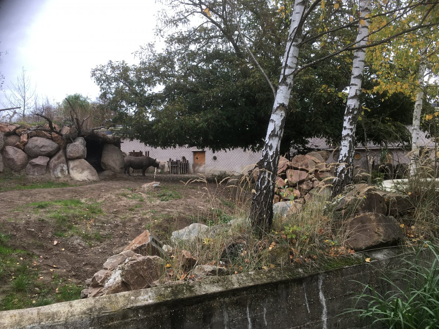 Black rhino enclosure