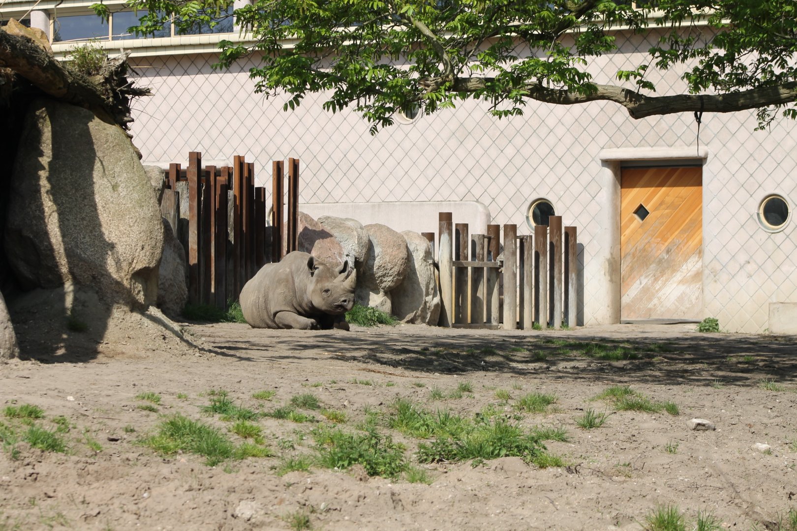 Black rhino enclosure