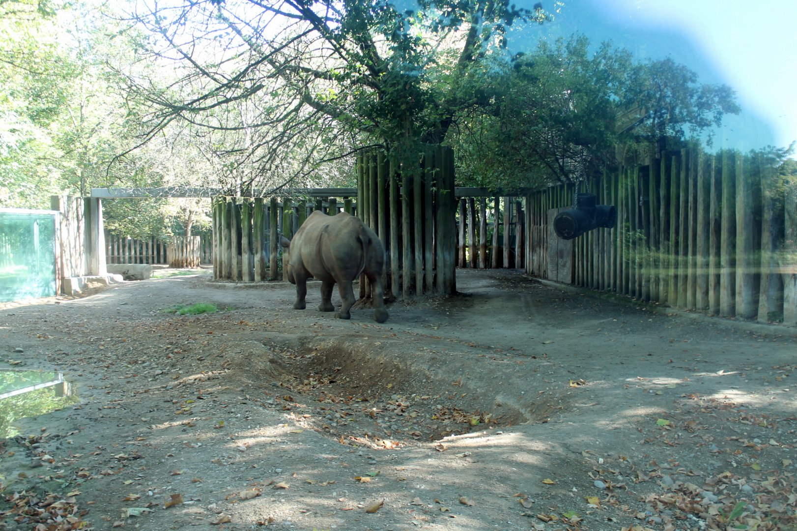 Black Rhino Enclosure