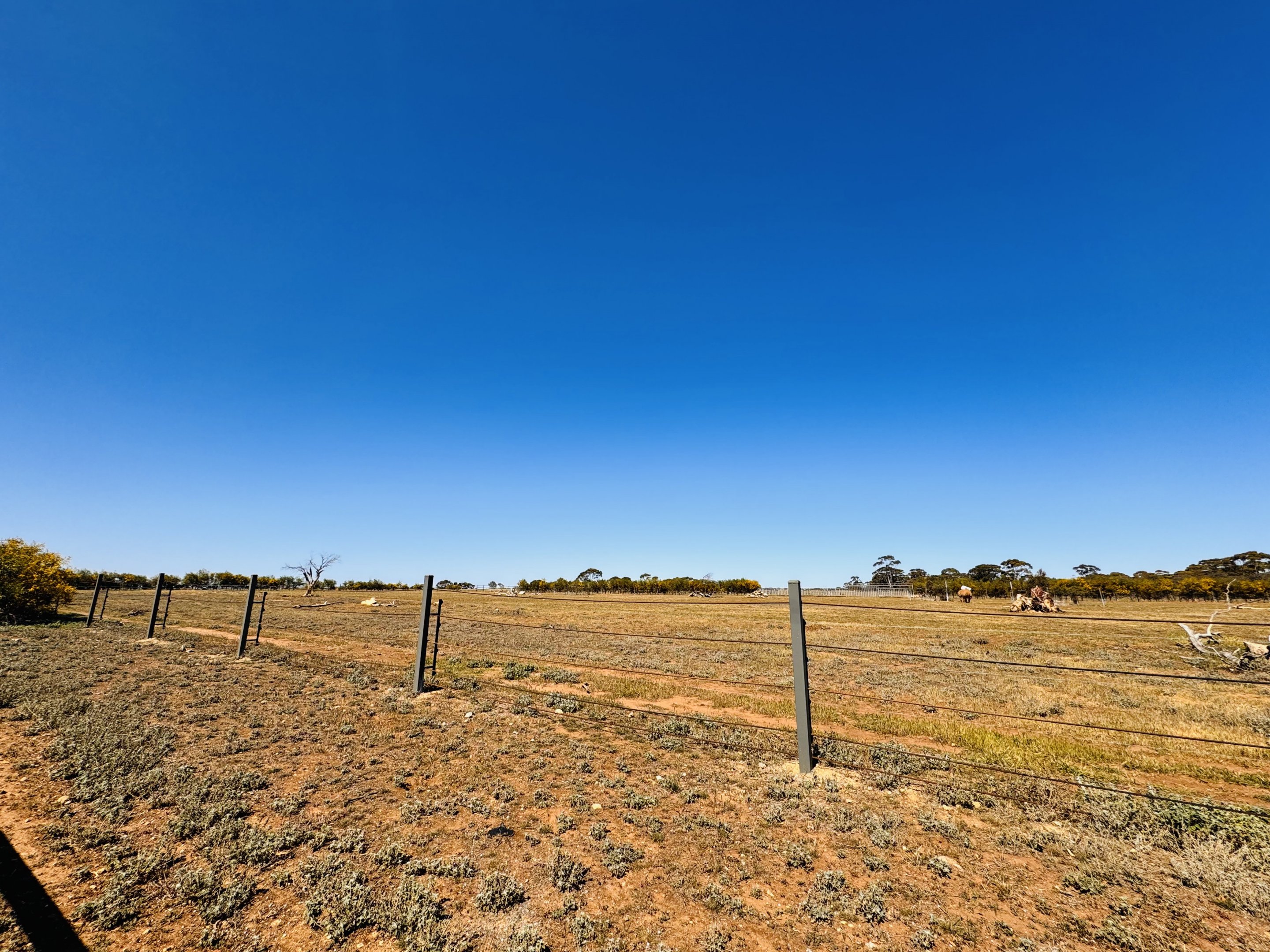 Black rhino enclosure