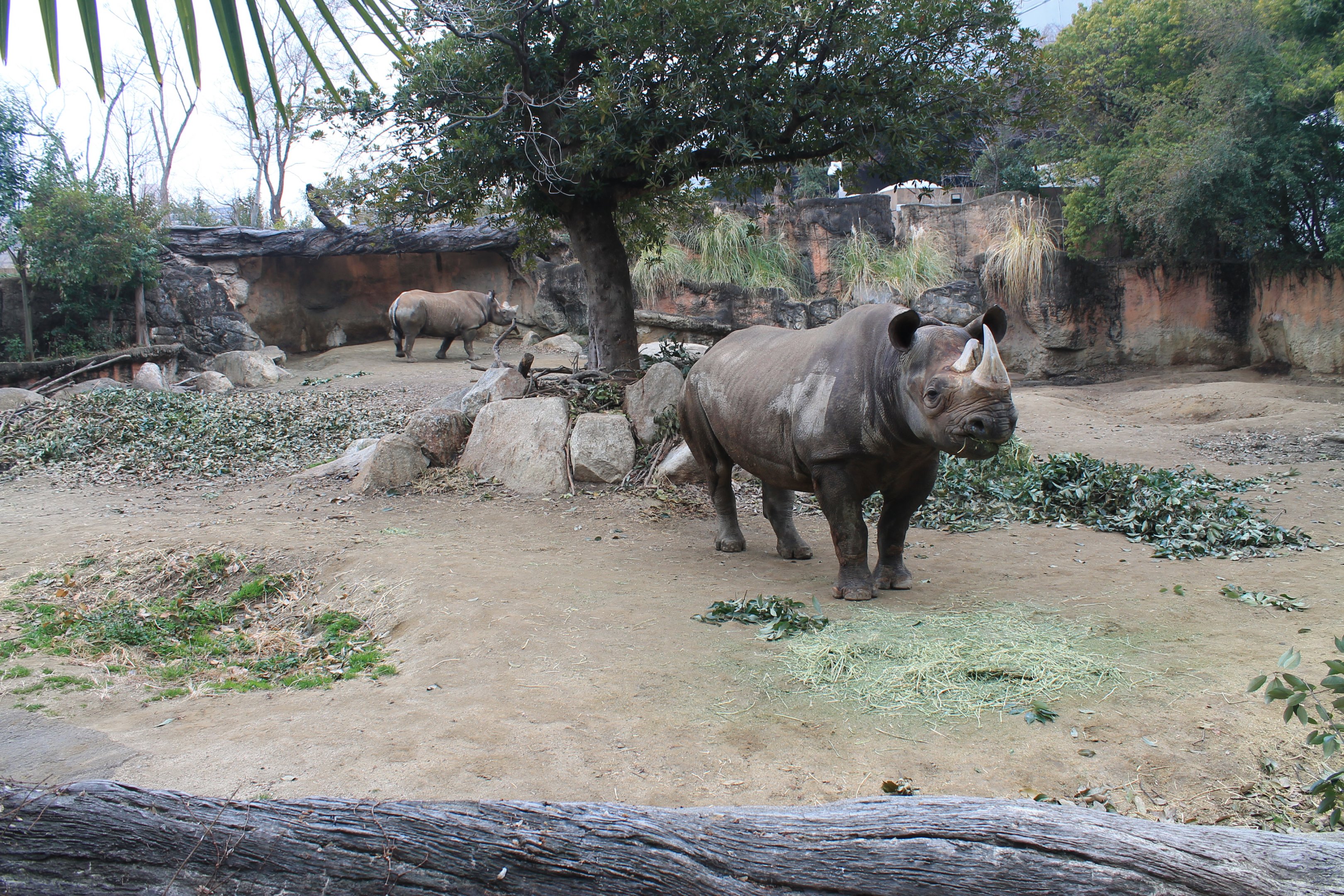 Black Rhino enclosure