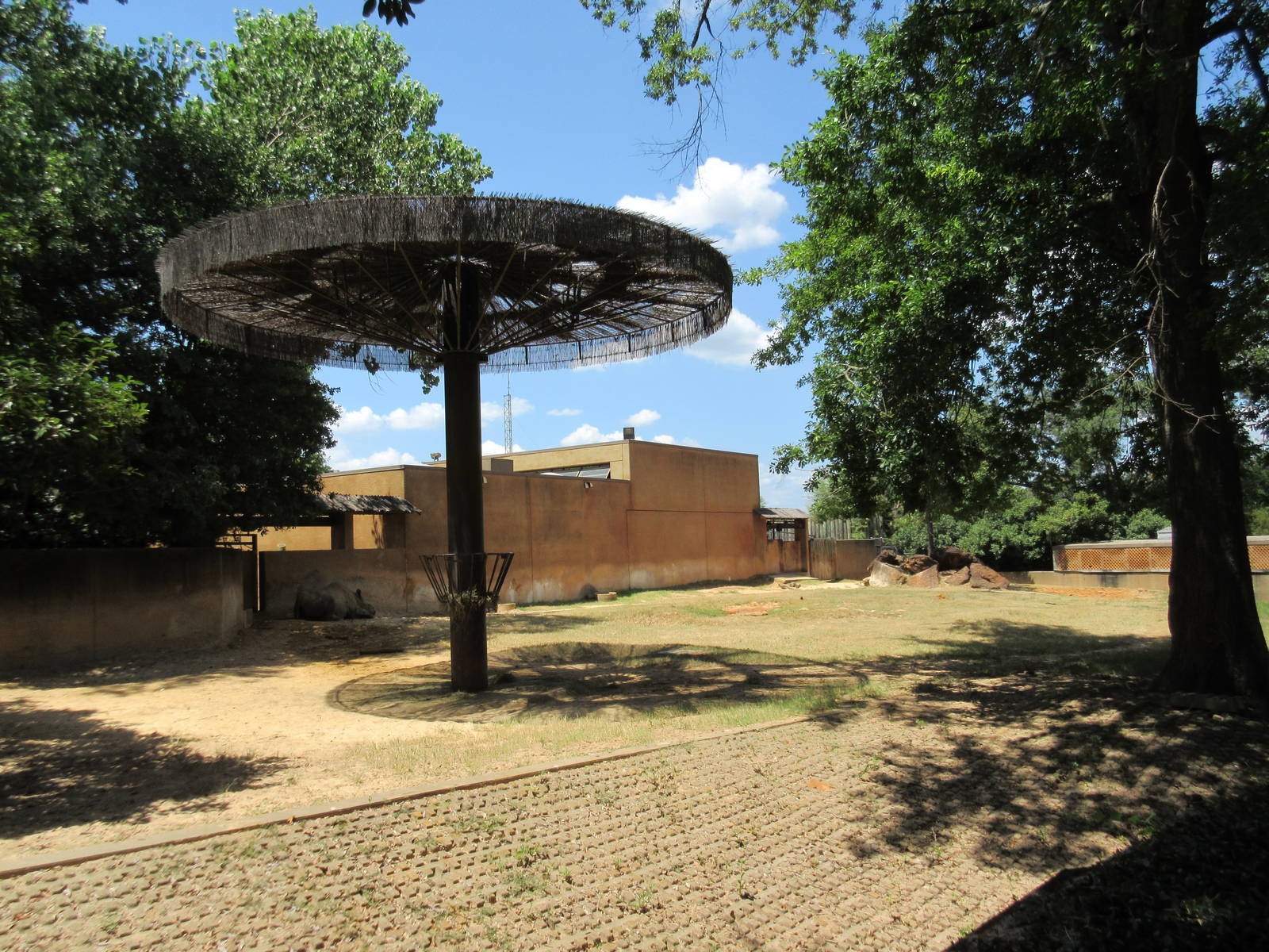 Black Rhino Exhibit #1