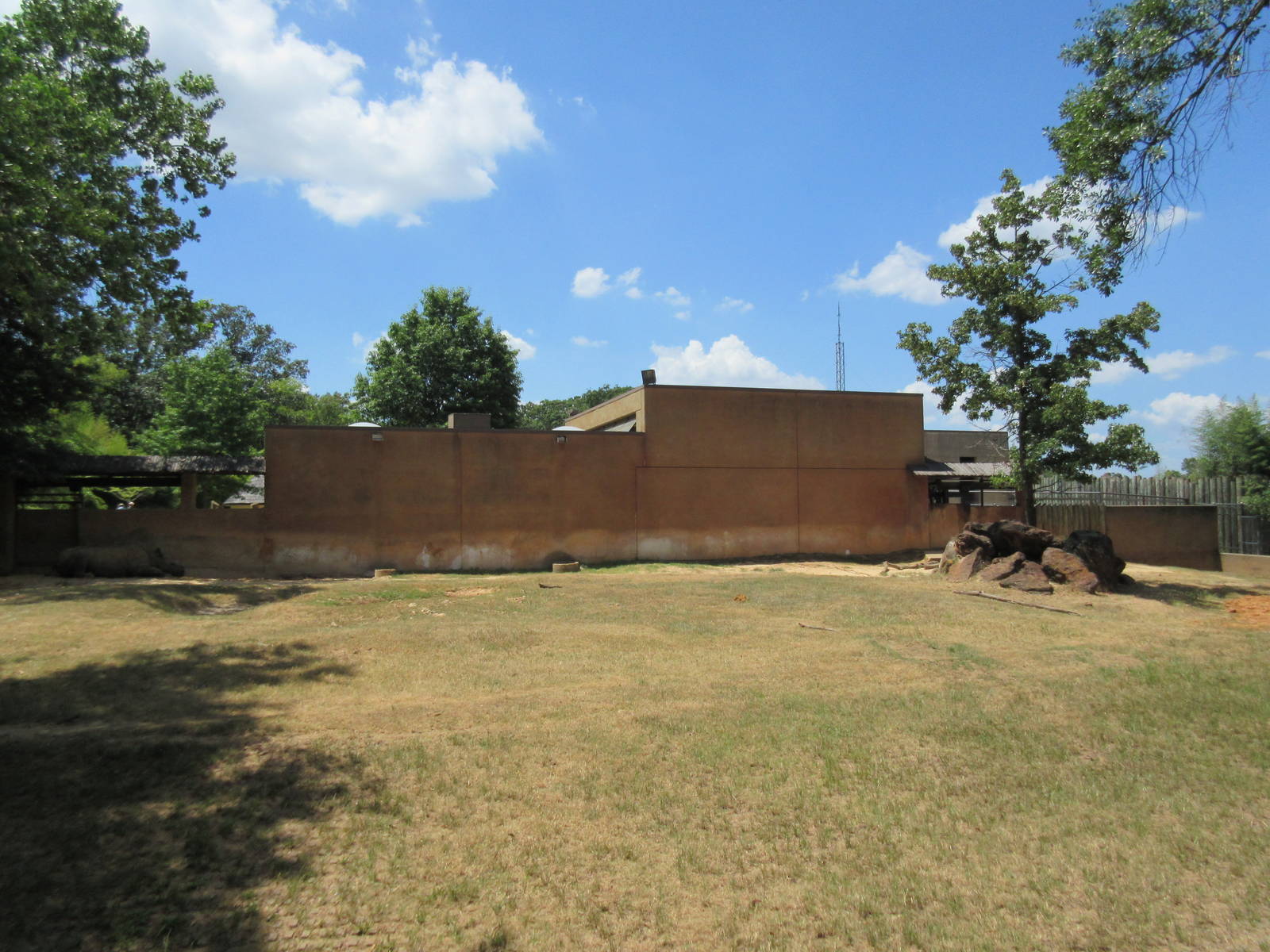 Black Rhino Exhibit #1
