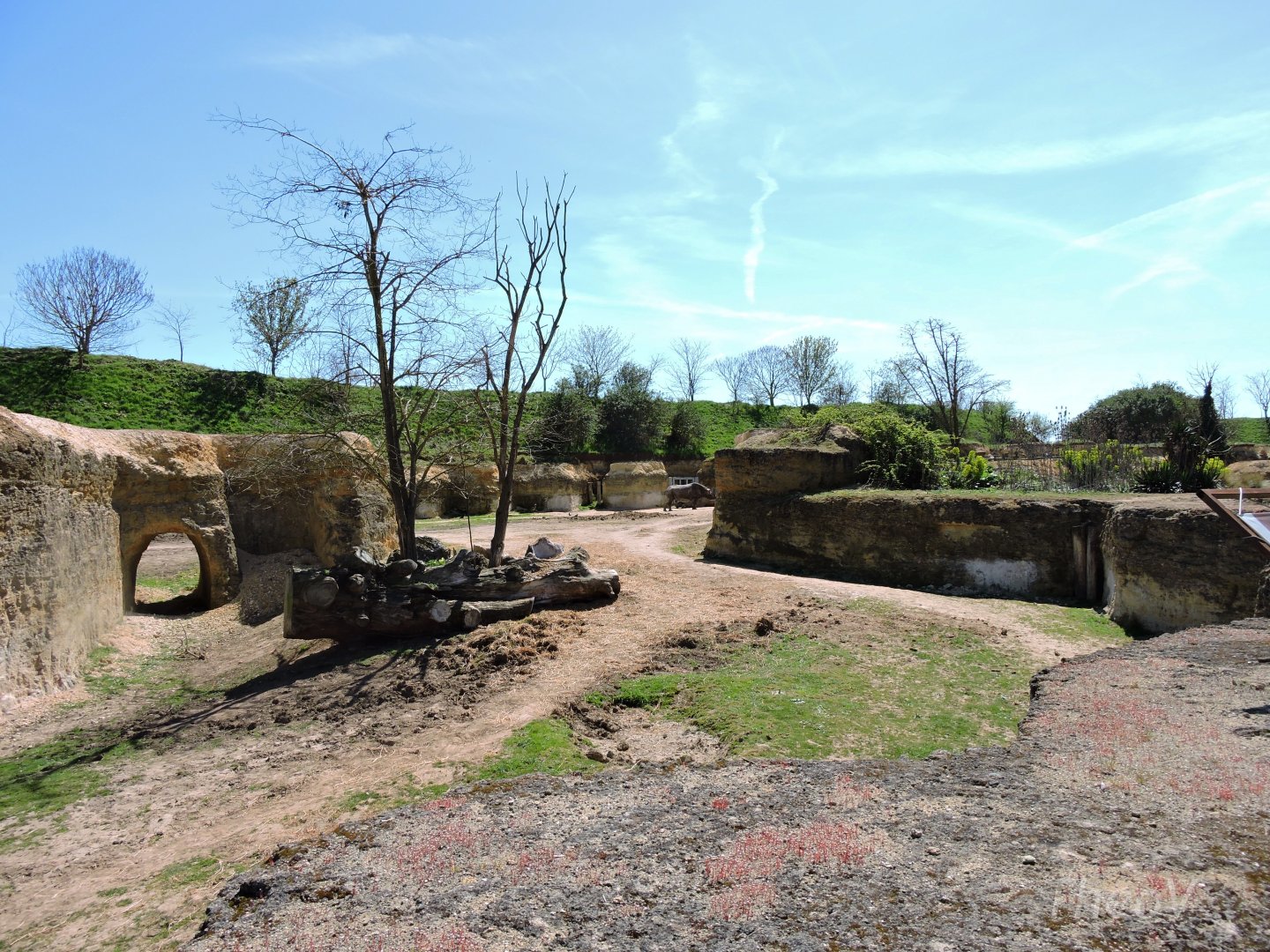 Black rhino exhibit - Vallée des rhinocéros [2015]