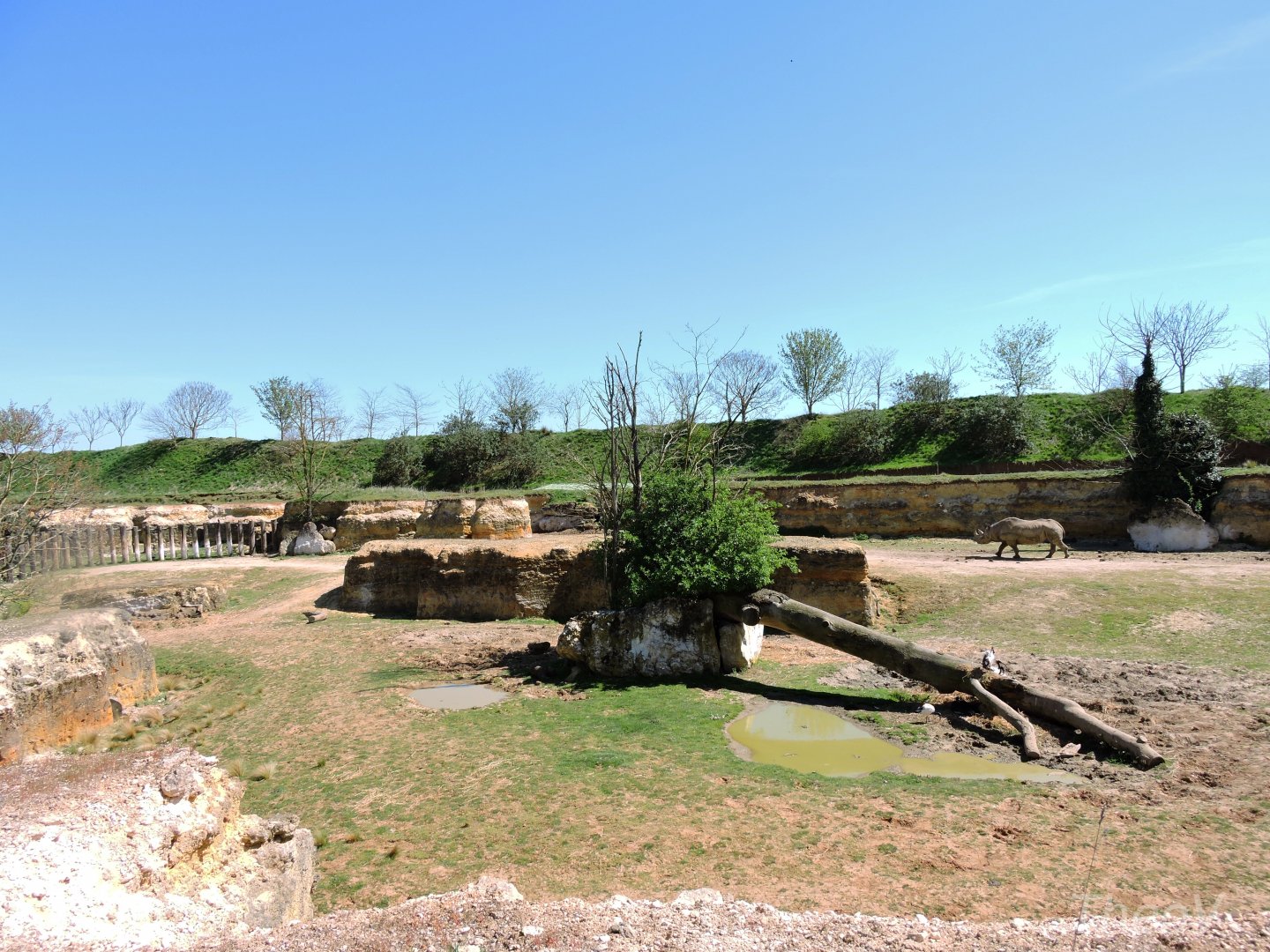 Black rhino exhibit - Vallée des rhinocéros [2015]