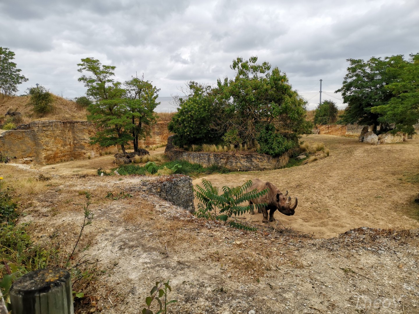Black rhino exhibit - Vallée des rhinocéros [2020]