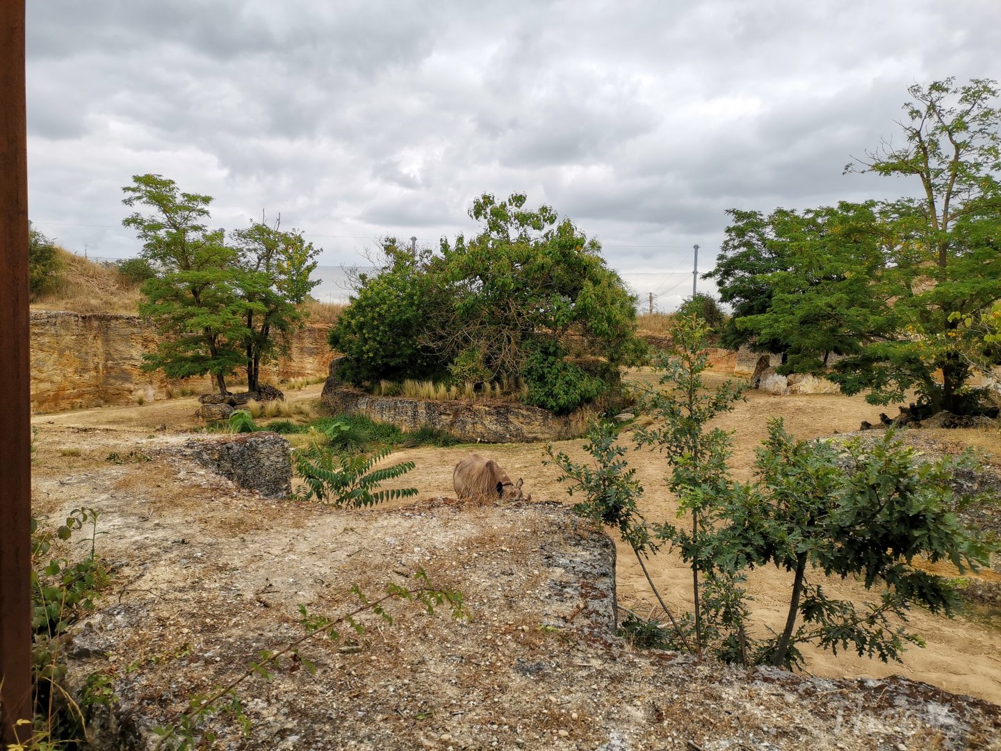 Black rhino exhibit - Vallée des rhinocéros [2020]