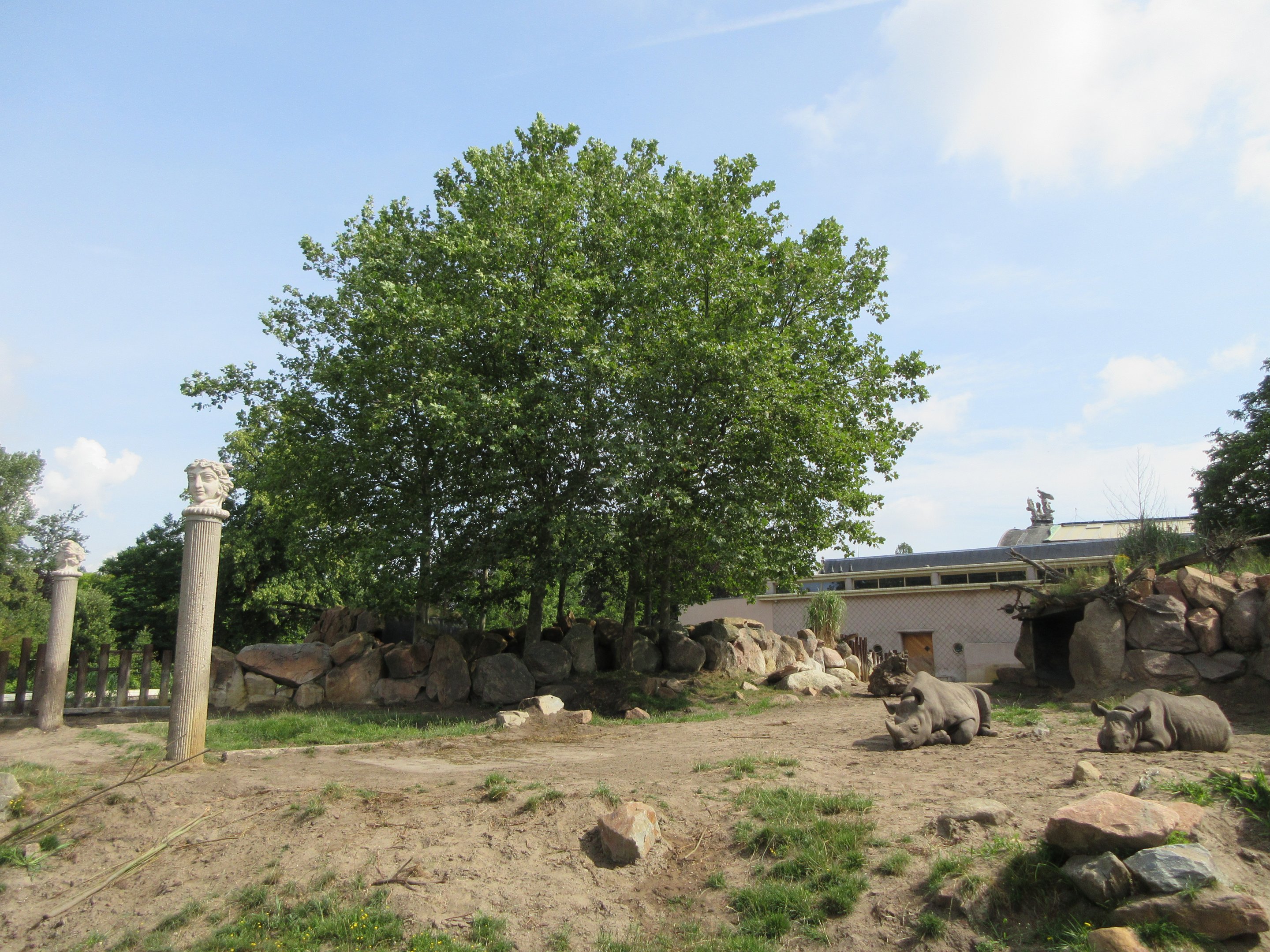 Black Rhino Exhibit (with columns!)