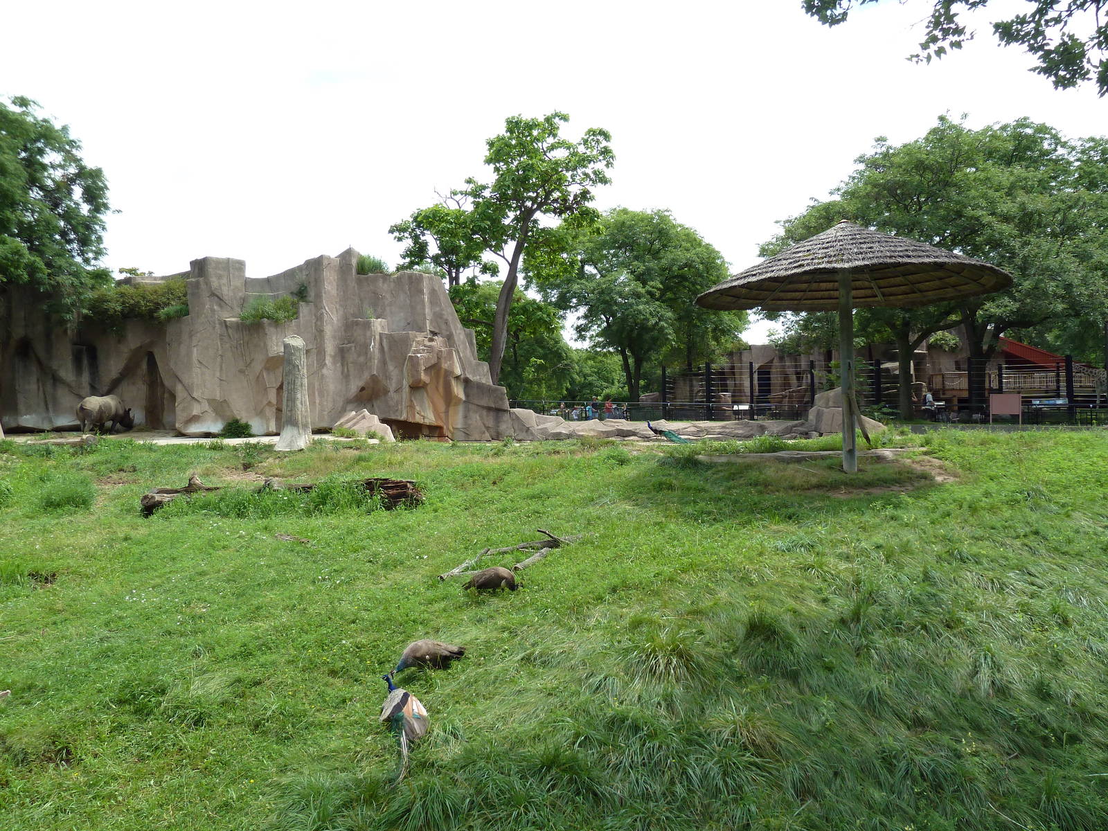 Black Rhino Exhibit