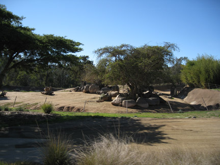 black rhino exhibit