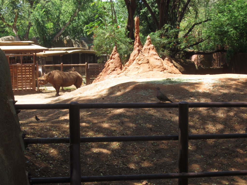 Black Rhino exhibit