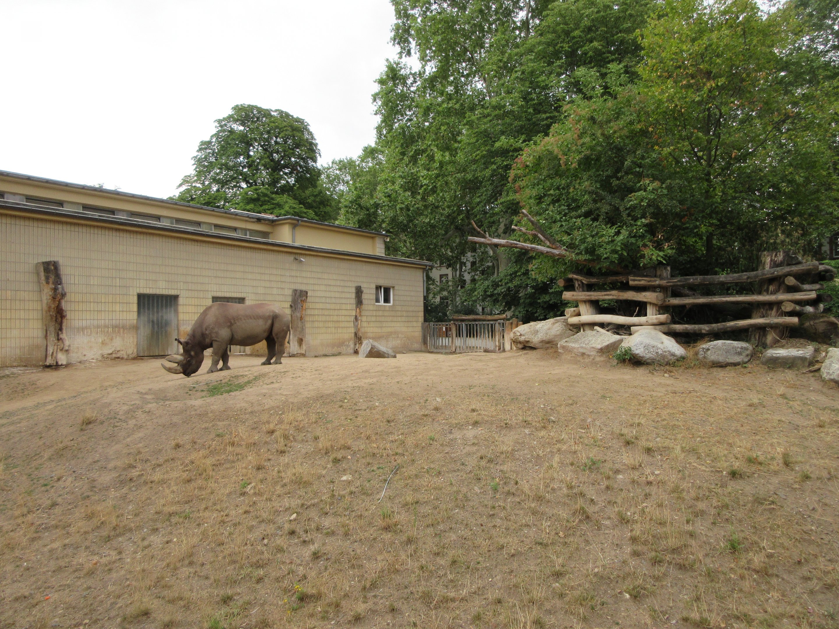Black Rhino Exhibit