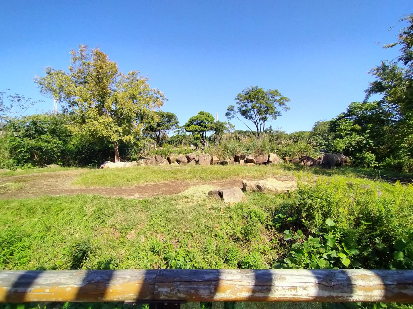 Black rhino exhibit