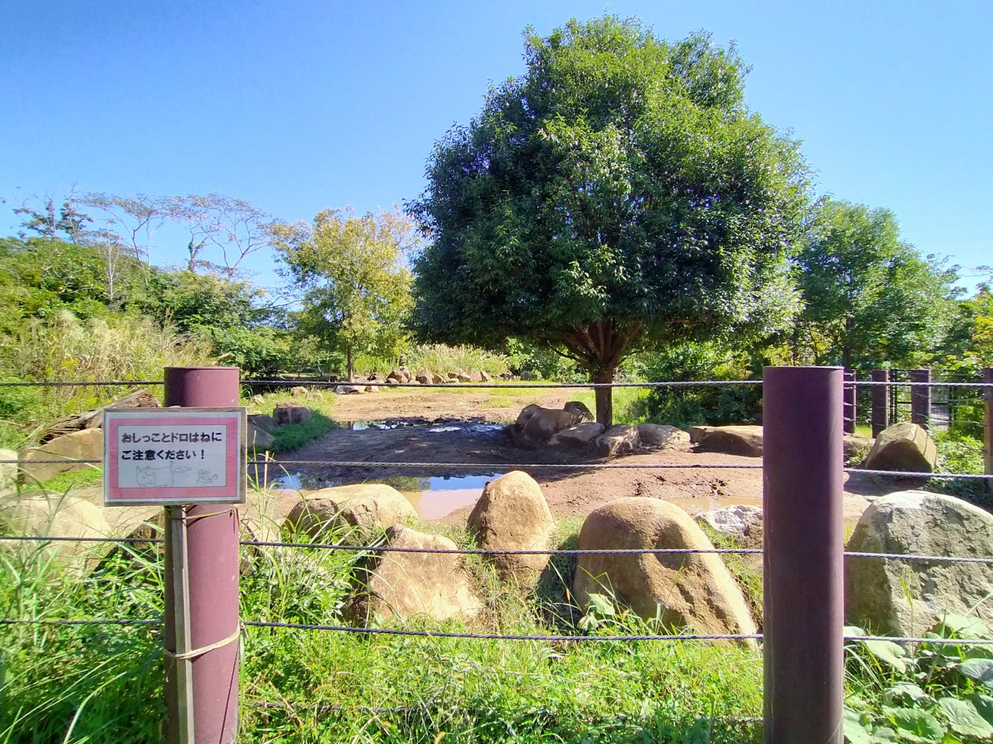 Black rhino exhibit