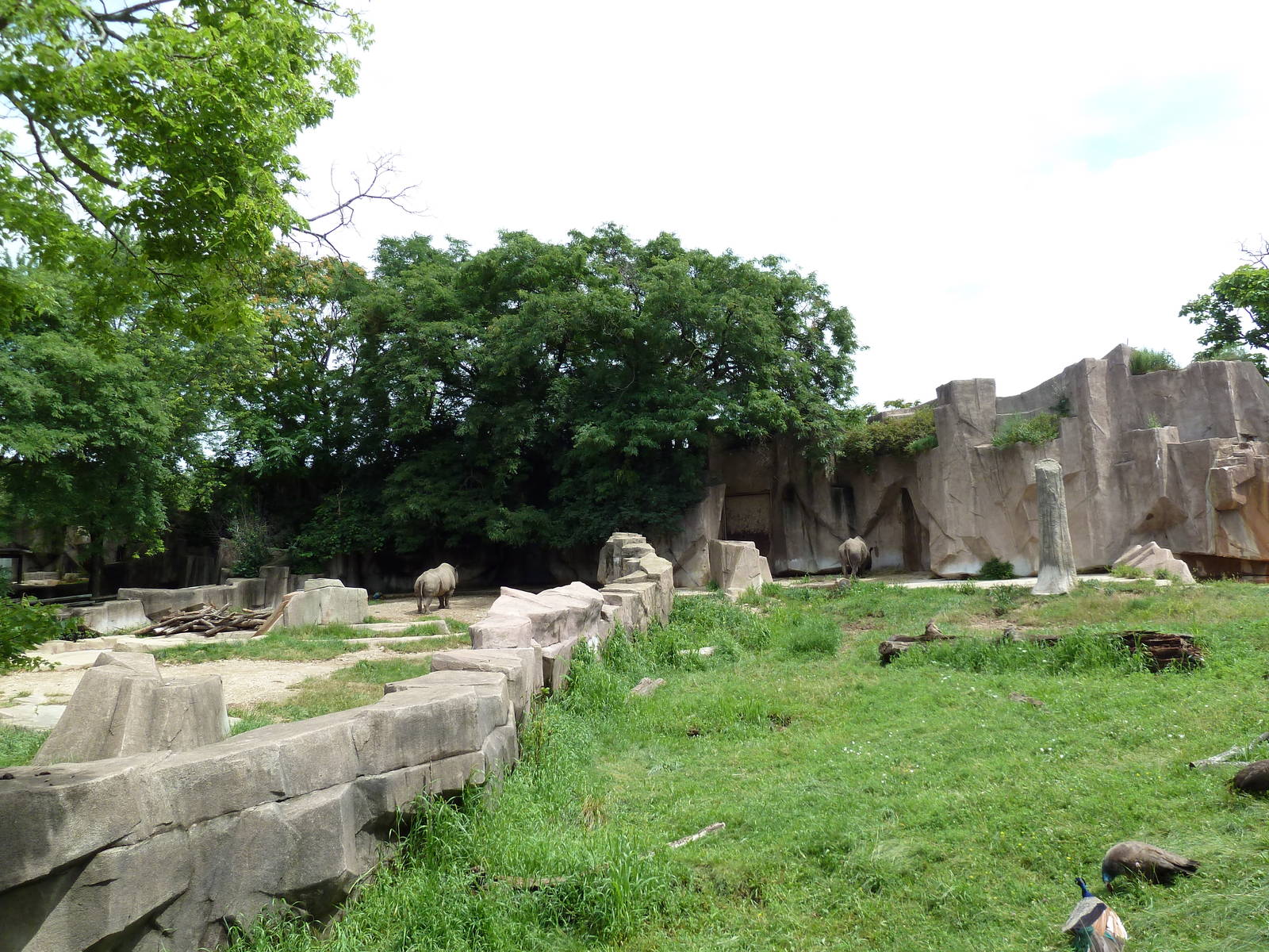 Black Rhino Exhibits