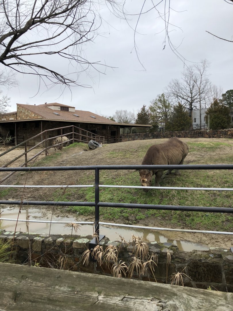 Black Rhino exhibits