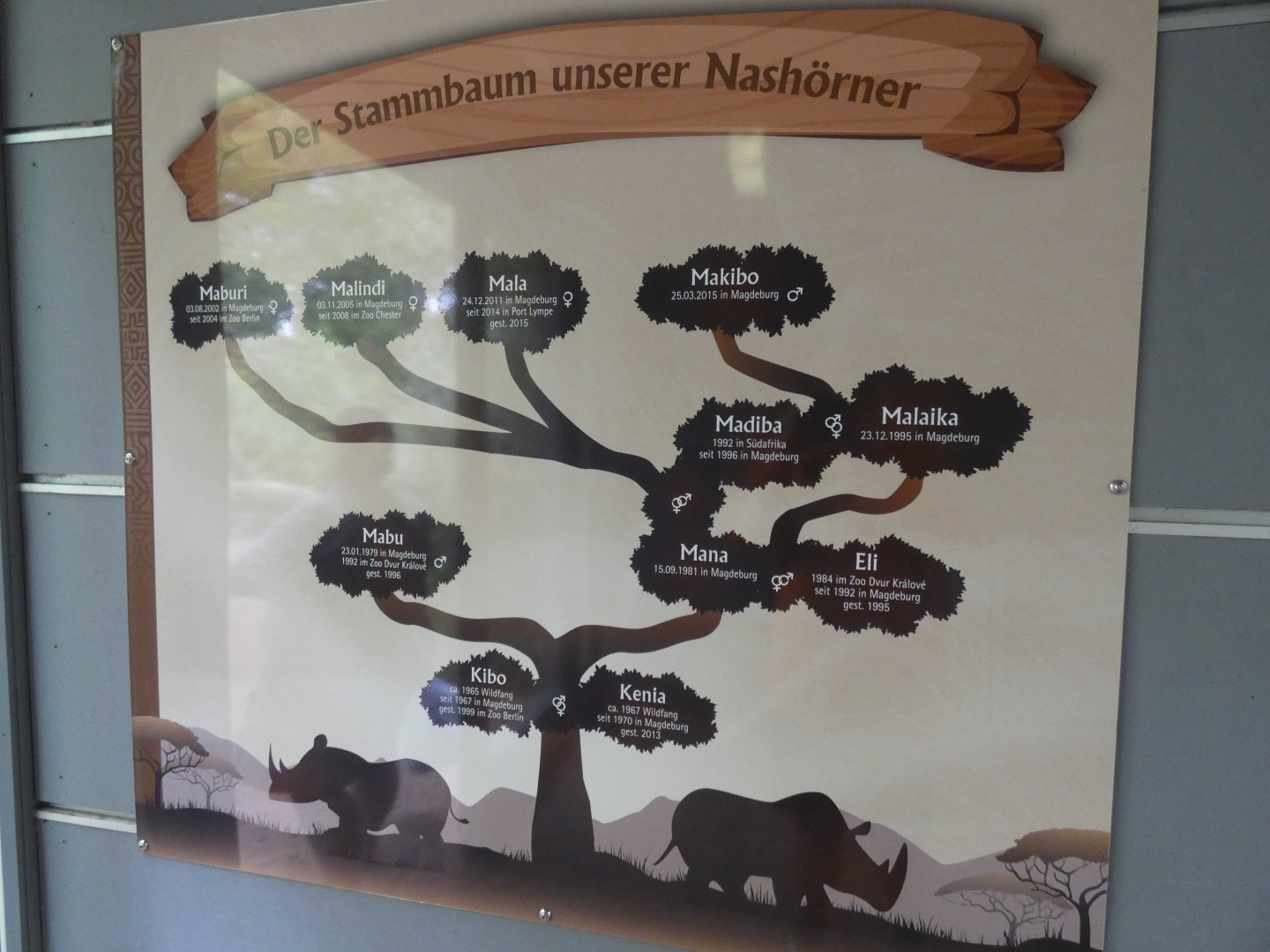 Black Rhino Family Tree