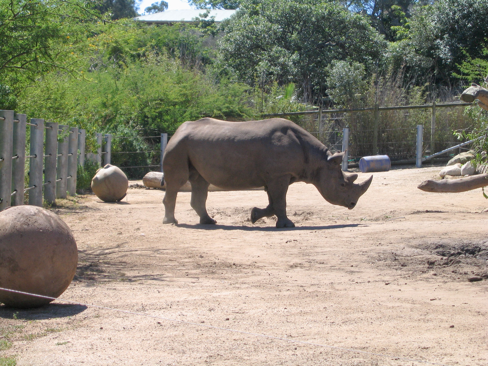 Black Rhino - Feb 2006
