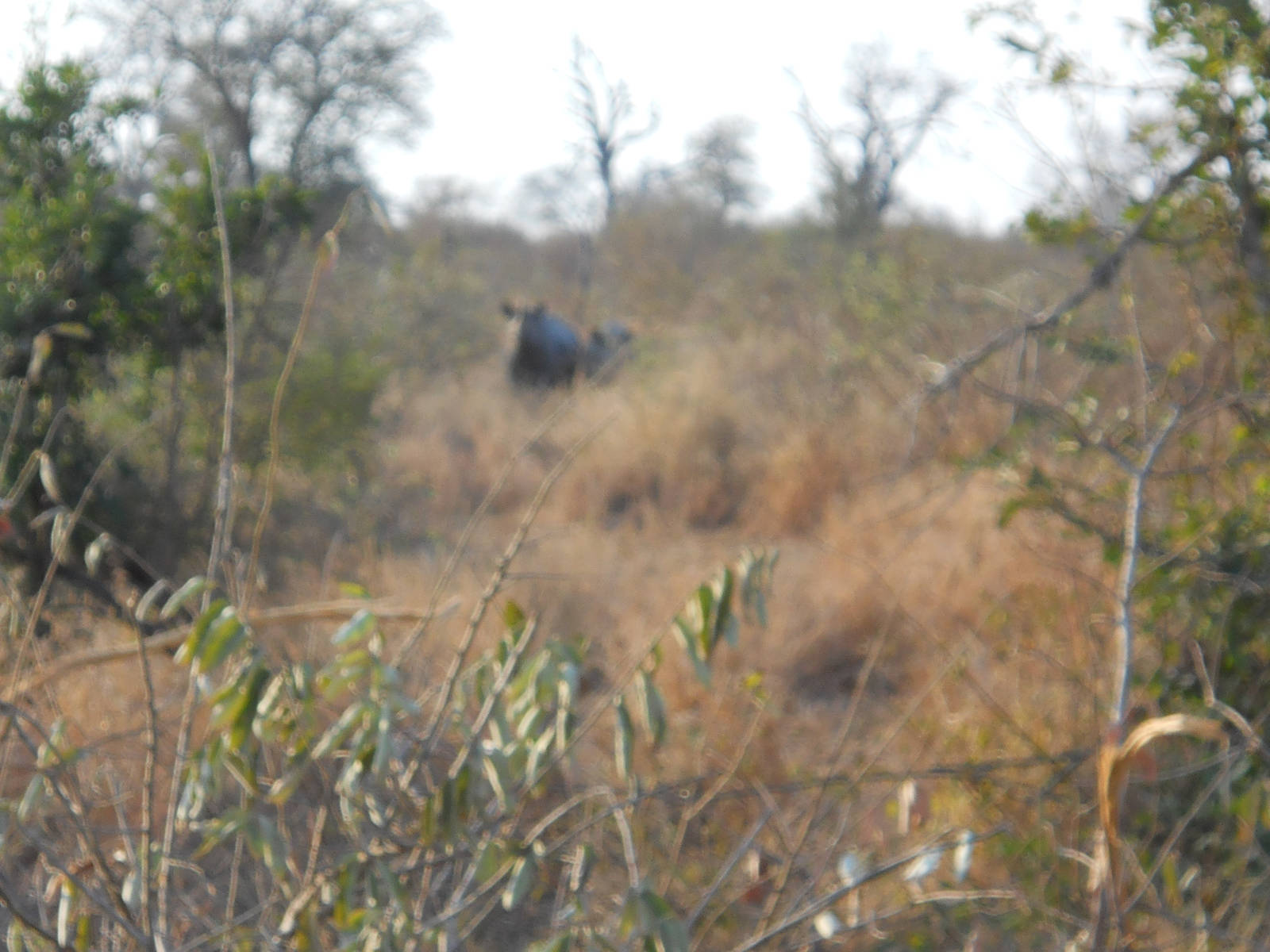 Black rhino female and calf, Kruger National Park